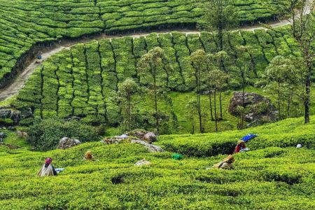 Mangalore To Munnar By Taxi