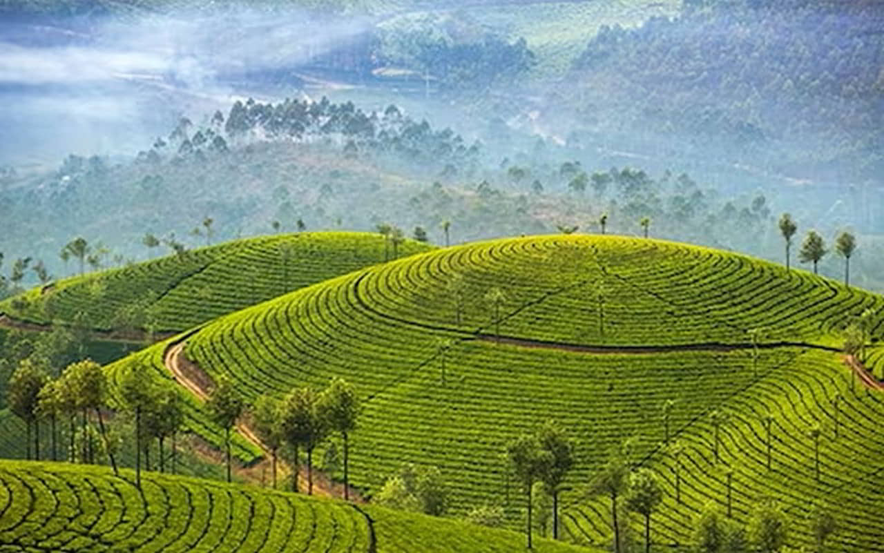 Munnar - Sayara Tours and Travels